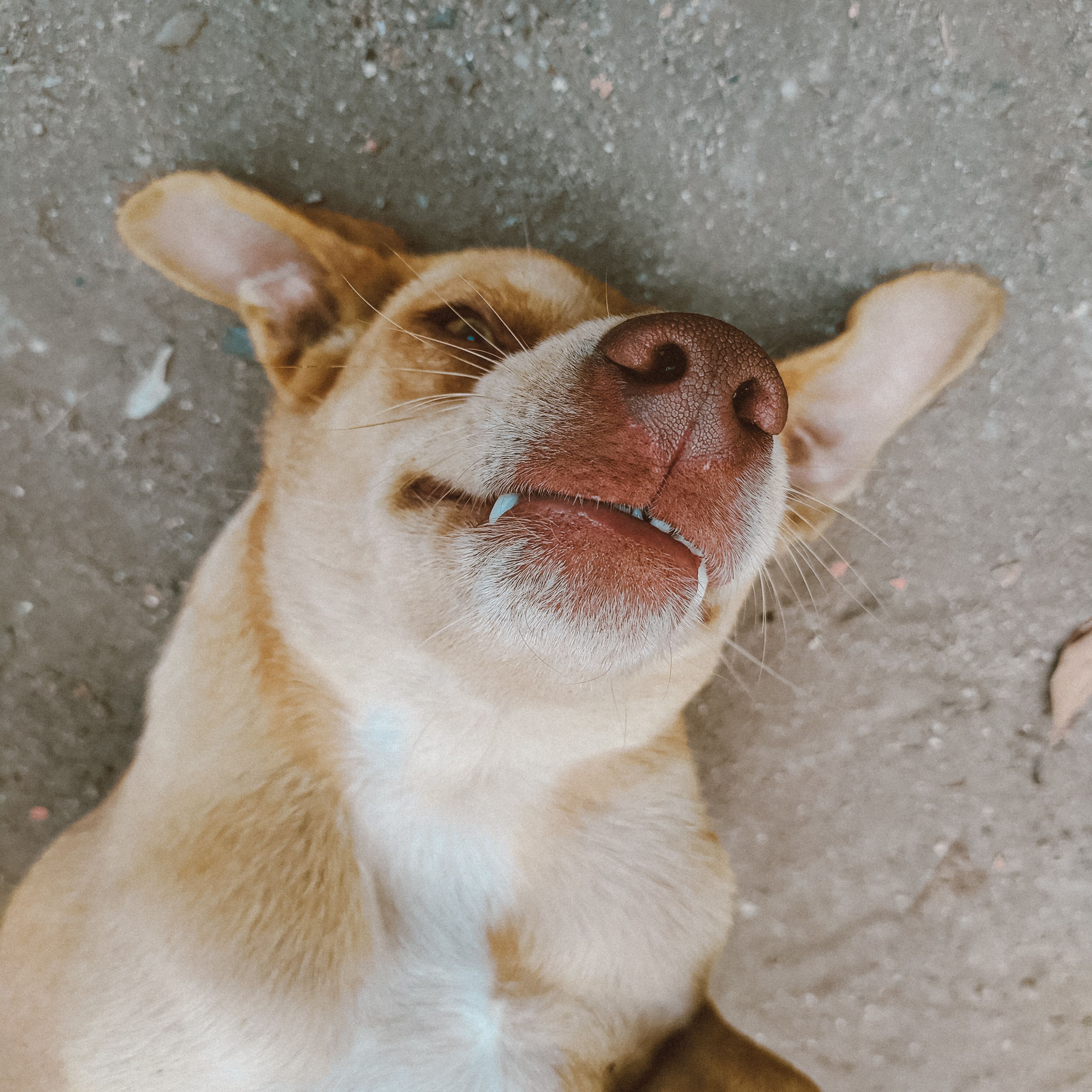 Close-up of Cute Dog Lying on Ground · Free Stock Photo