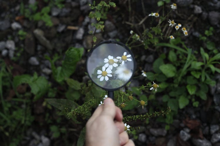 Person Hand With Magnifier Looking At Blooming Chamomiles In Nature