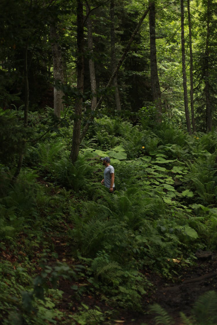 Man Walking In Green Forest