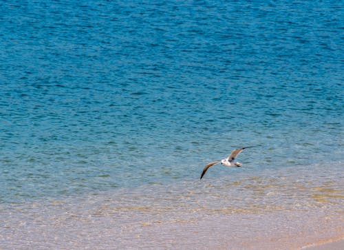Seagull Flying above Sea Water