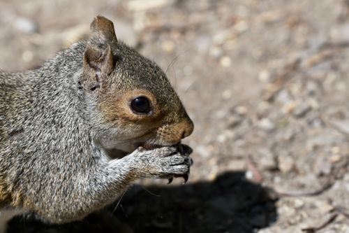 Free Detailed close-up of a grey squirrel enjoying a meal outdoors. Stock Photo