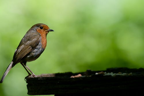 European Robin Bird