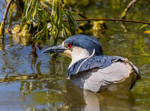 Gratis stockfoto met birdwatching, detailopname, h2o