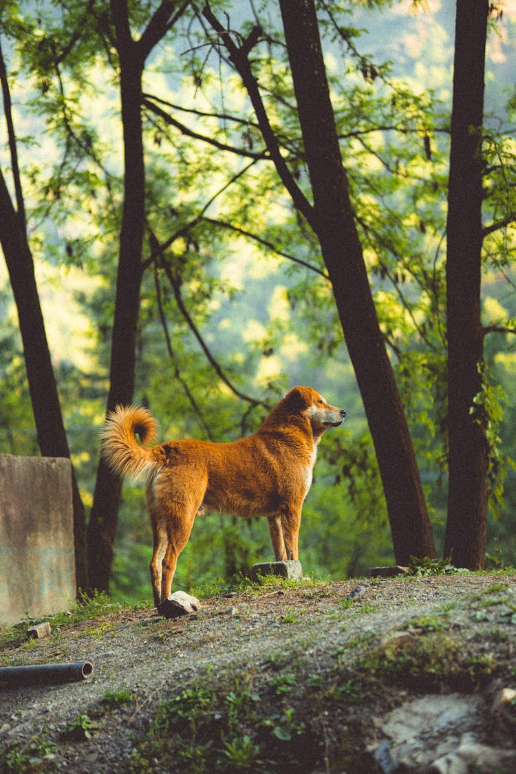 Dog On A Walk In A Forest