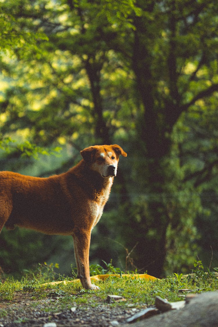 Dog In Forest