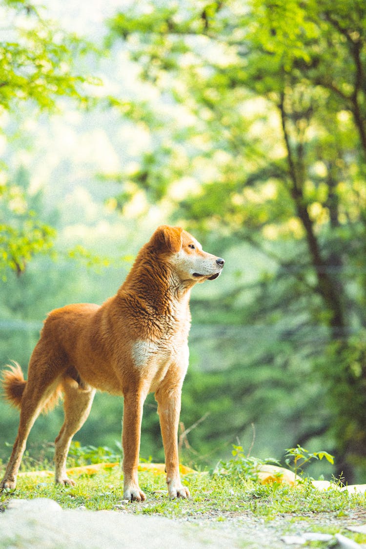 A Dog In A Forest 