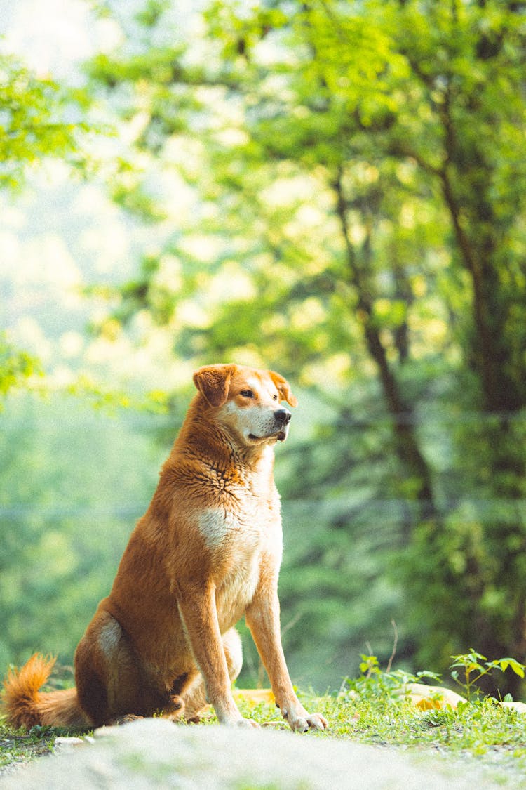 Dog On A Walk In Forest