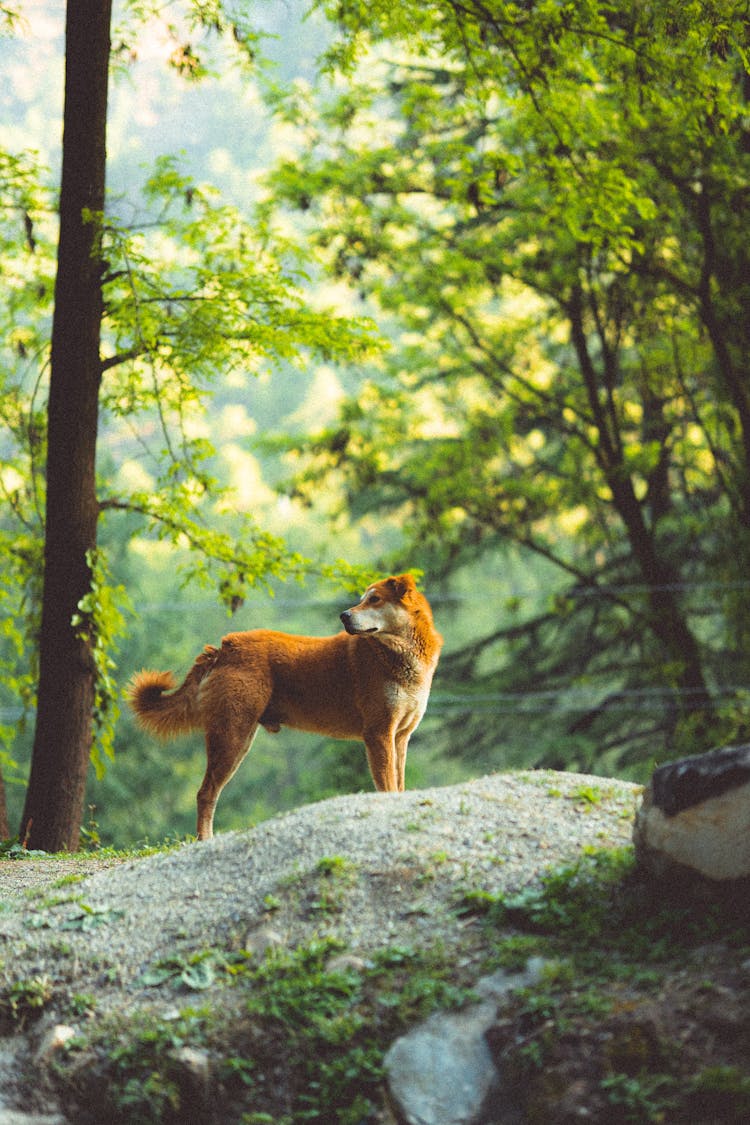 Dog In A Forest