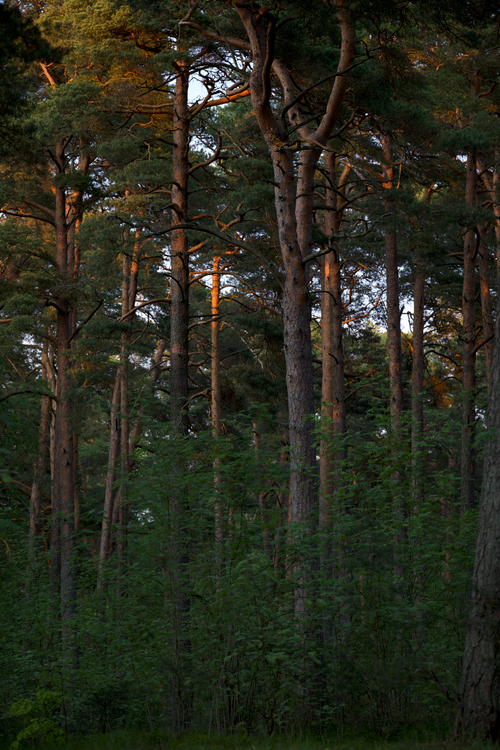 Free Tranquil forest scene at sunrise featuring tall pine trees and dense foliage. Stock Photo