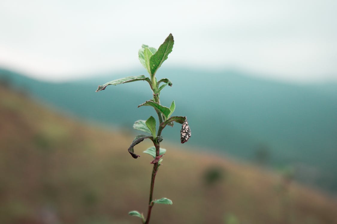 Macro Photography of Green Leafed Plant