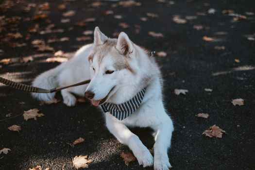 A Siberian Husky lying down on an asphalt path with autumn leaves scattered around.