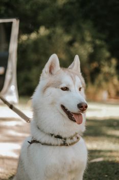 Beautiful Siberian husky dog sitting outdoor with open mouth, showcasing its playful nature.