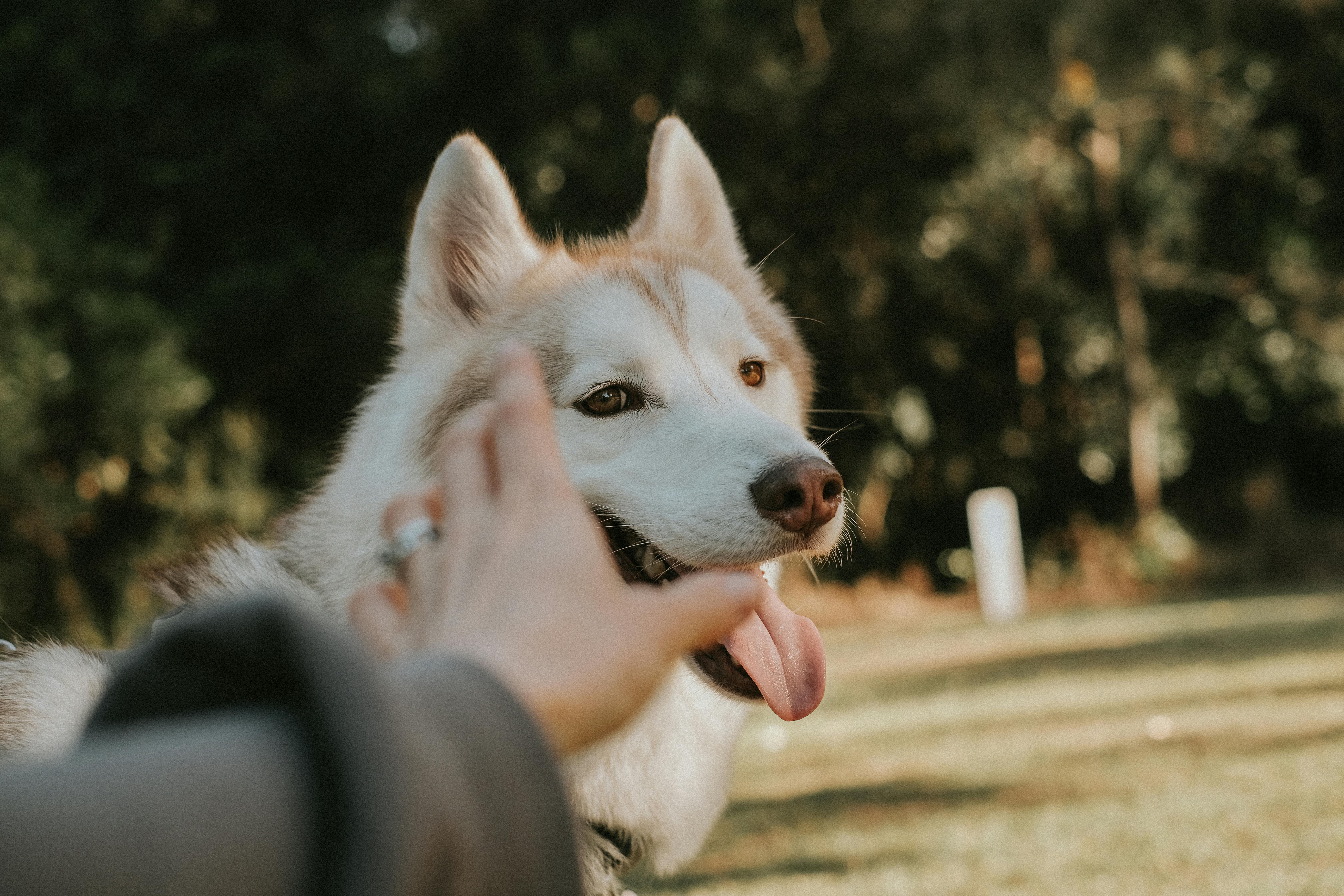 a person petting a husky dog in the grass