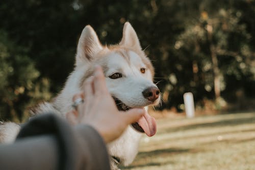 A person petting a husky dog in the grass