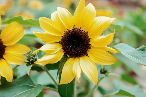 無料 屋外に咲く黄色い花のクローズアップ 写真素材