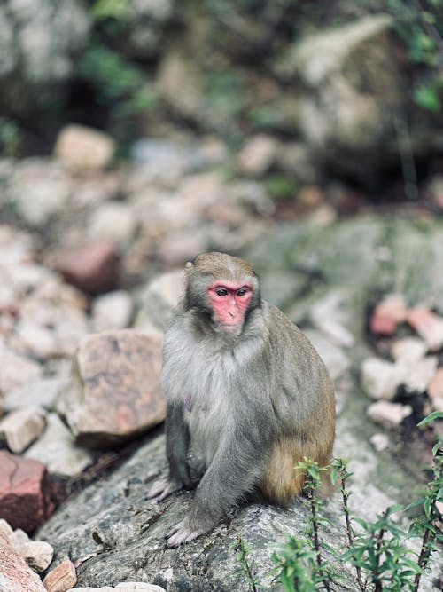 A Monkey Sitting on a Rock 