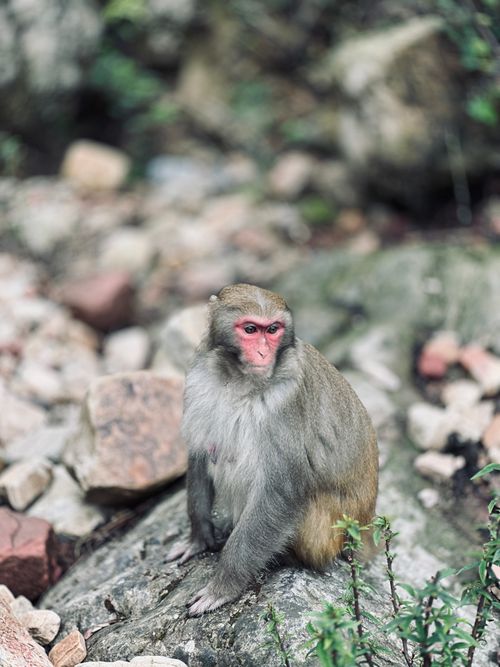 Free A macaque sitting on a rock in its natural habitat, showcasing wildlife behavior. Stock Photo