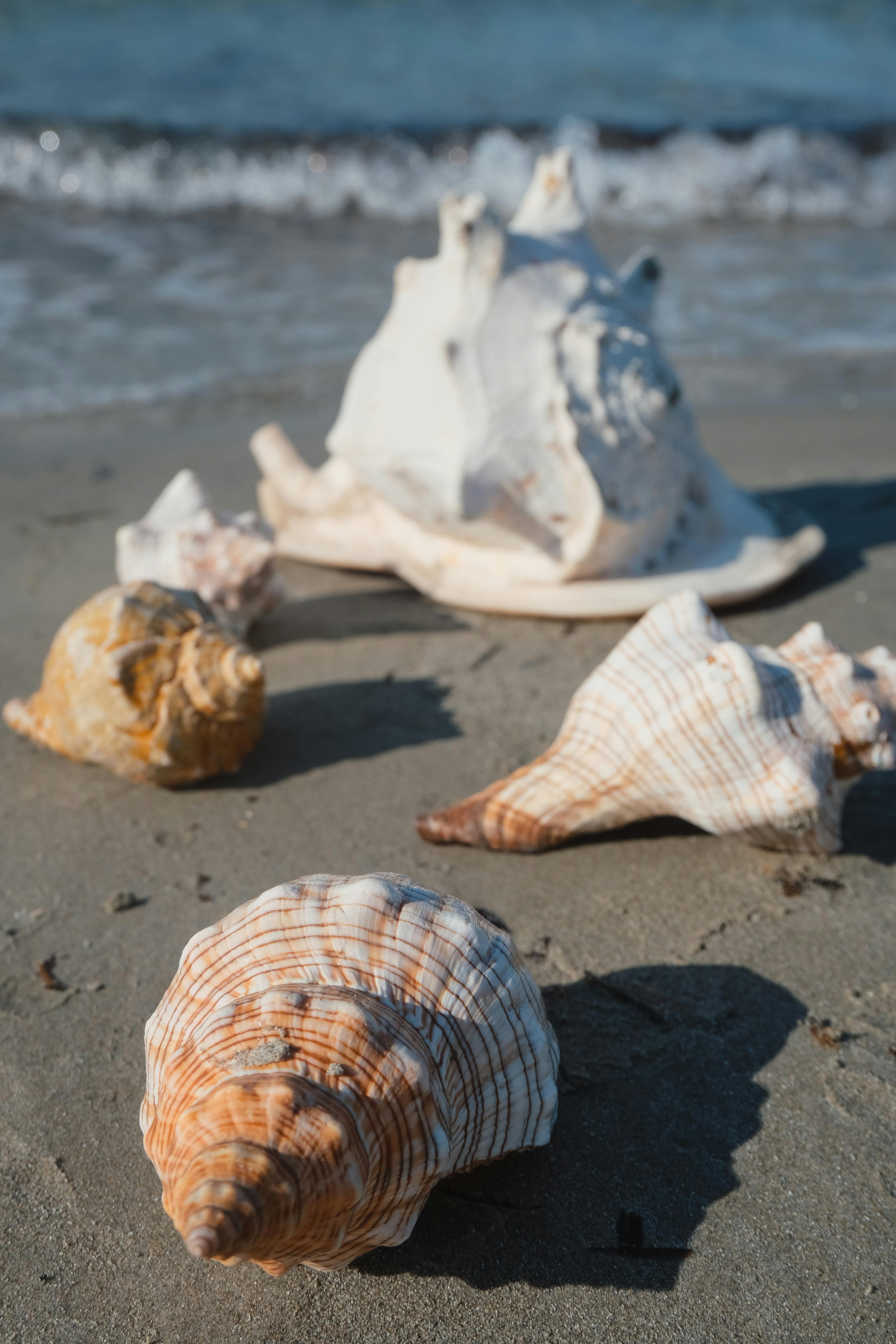 Close-up of seashells on a sandy beach with ocean waves in the background, capturing nature's beauty.