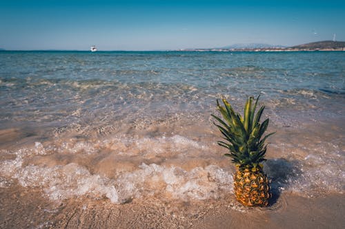 Gratis arkivbilde med ananas, sjø, strand Arkivbilde