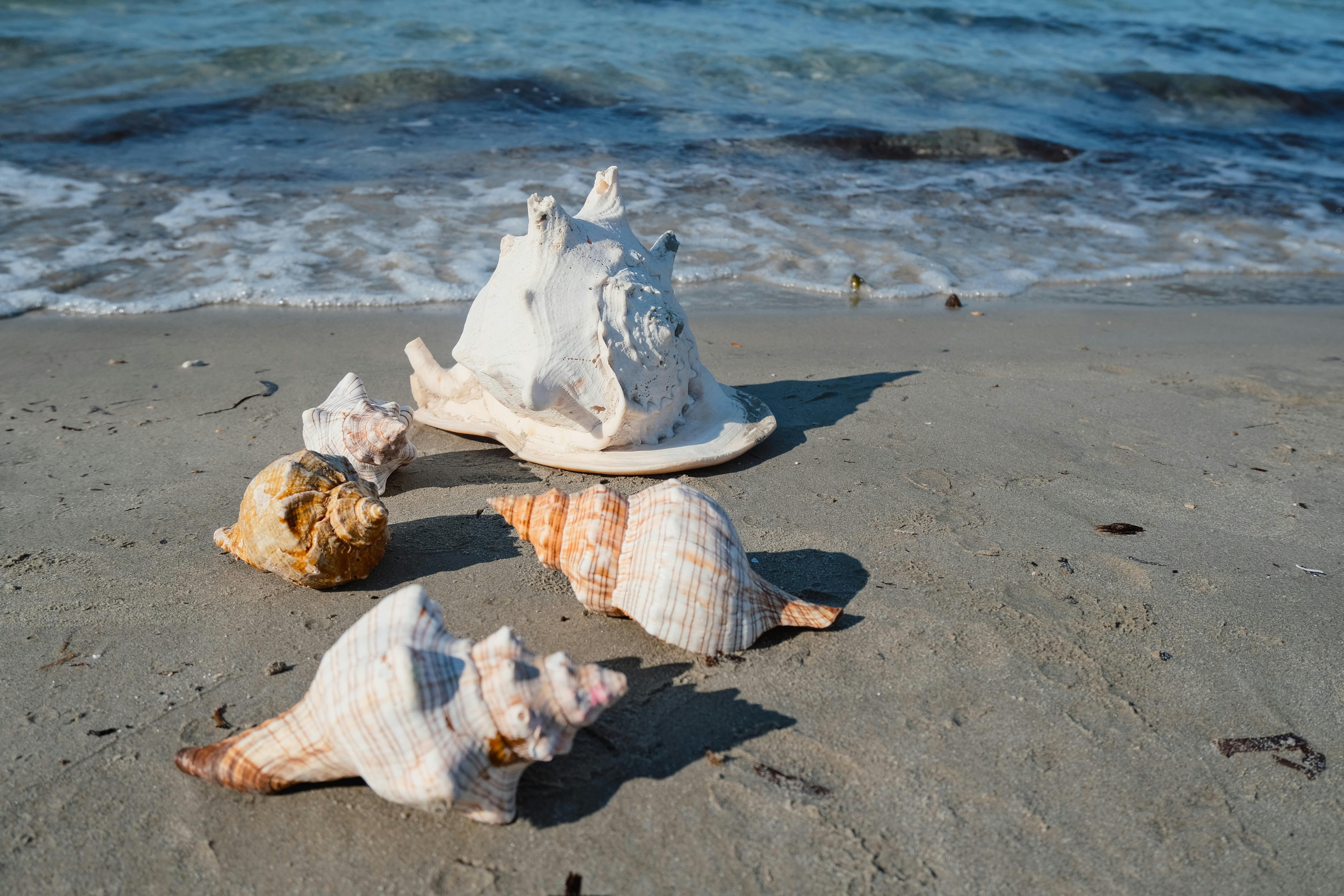 Close-up of seashells on a sandy beach with gentle waves in the background.