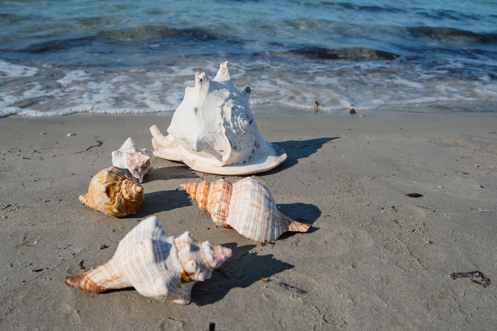 Close-up Photo of Seashells · Free Stock Photo