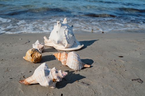 Free Close-up of seashells on a sandy beach with gentle waves in the background. Stock Photo