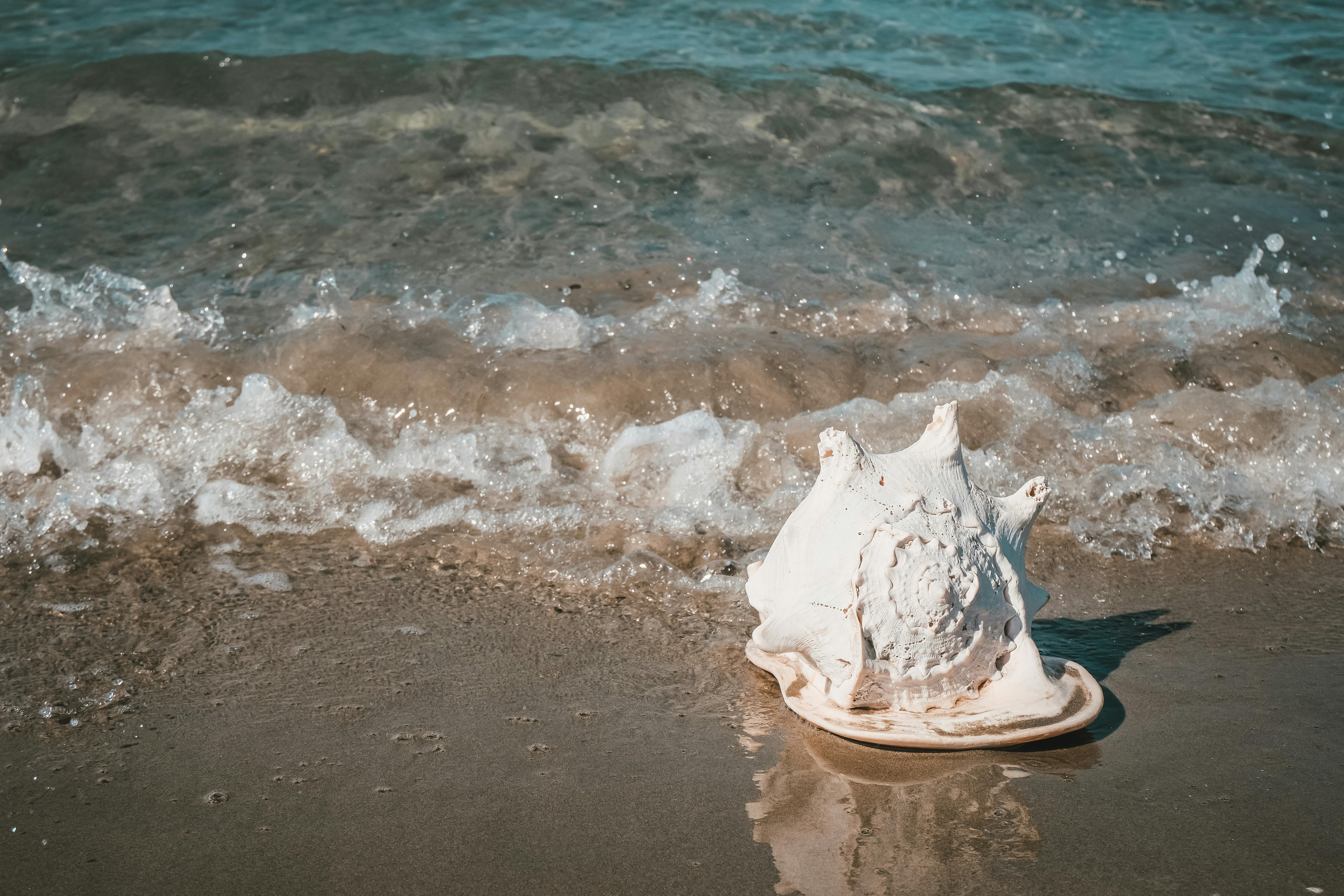 A close-up of a seashell on a sandy beach with gentle waves rolling in, evoking a serene seaside atmosphere.