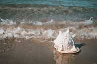 A close-up of a seashell on a sandy beach with gentle waves rolling in, evoking a serene seaside atmosphere.