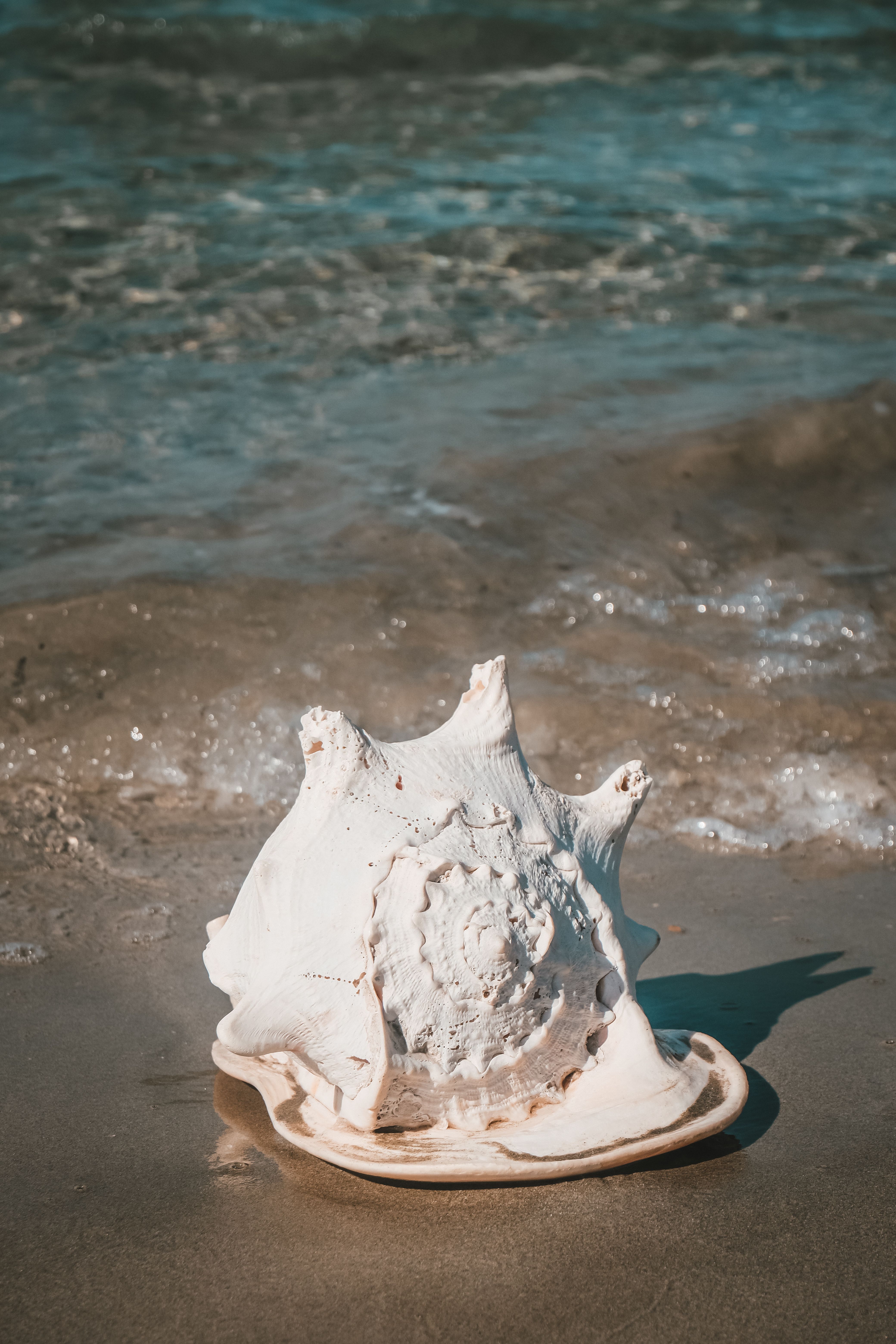 Explore the beauty of nature with this detailed seashell on a sandy beach with ocean waves.