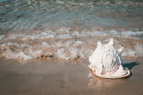 Free A conch shell rests on a sandy beach as gentle ocean waves wash ashore, capturing a tranquil seaside moment. Stock Photo