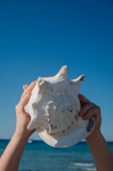 Close-up of hands lifting a conch shell against a clear blue sky at the beach.