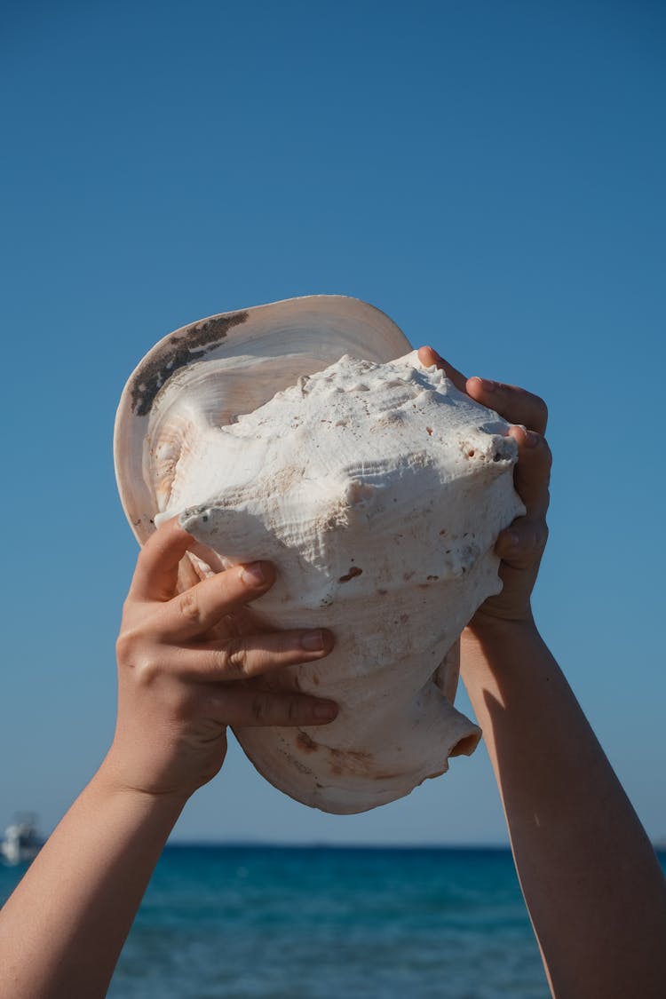 Person Holding Conch Against Blue Sky