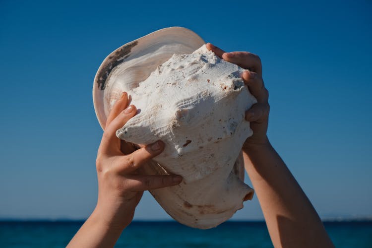 Person With Conch In Seaside