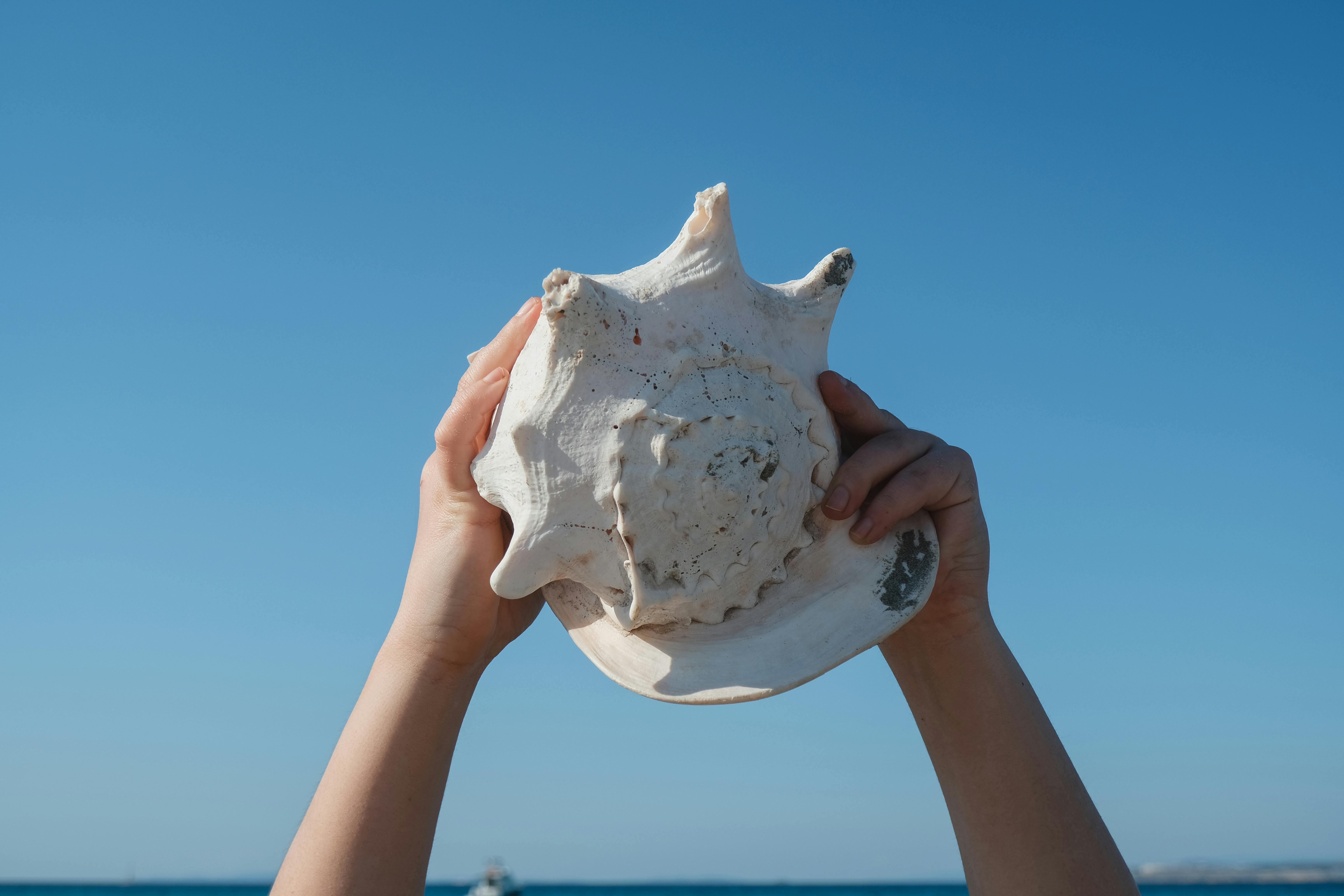 Person holding a large conch seashell with a clear blue sky background, symbolizing summer beach vacation.