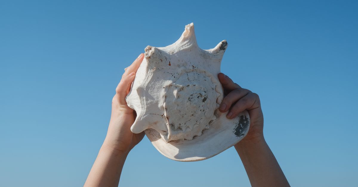 Hands Holding Conch against Blue Sky · Free Stock Photo