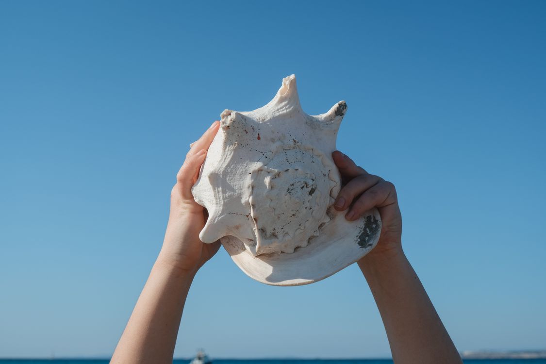 Hands Holding Conch against Blue Sky ยท Free Stock Photo