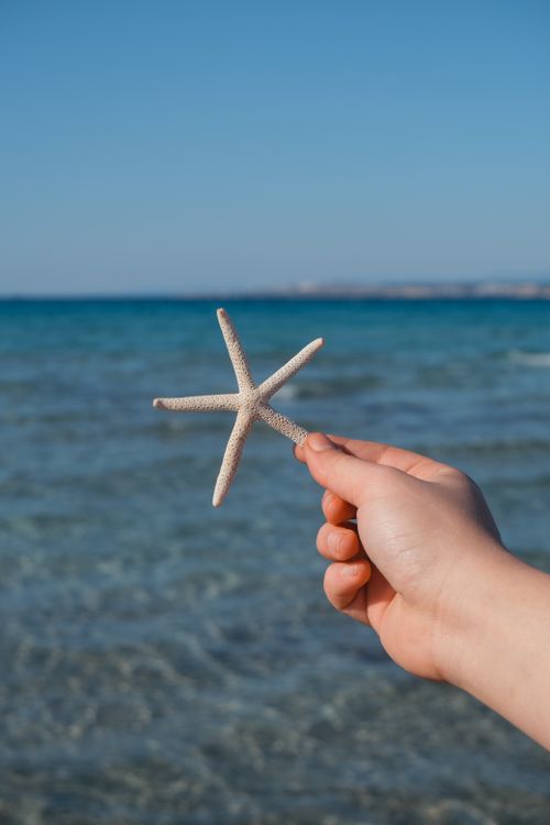 Free A person holds a starfish with the ocean in the background on a sunny day. Stock Photo