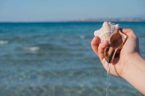 A Person Holding a Seashell 