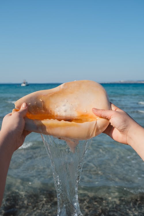 A Person Holding a Seashell 