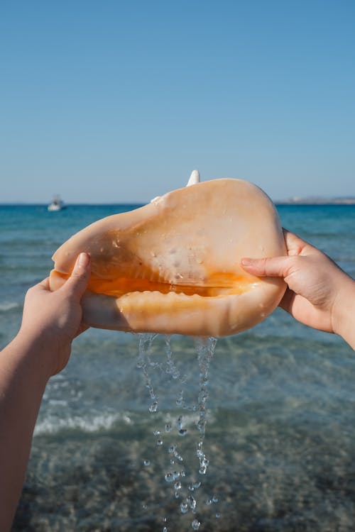 A Person Holding a Shell 