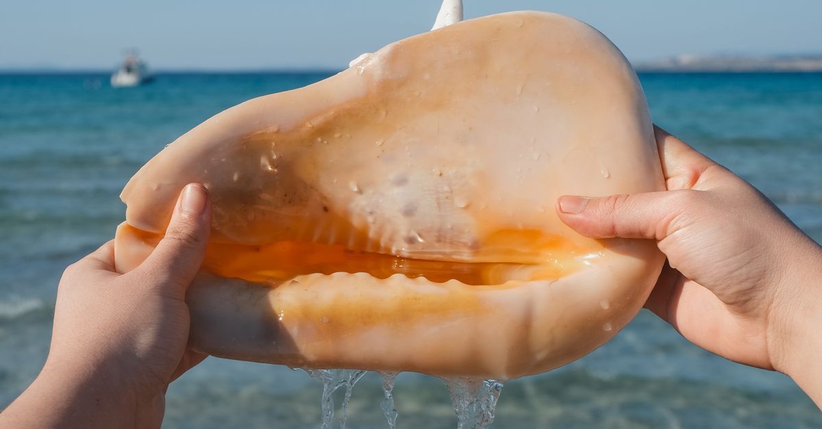 Person Shell A Person Holding a Shell · Free Stock Photo