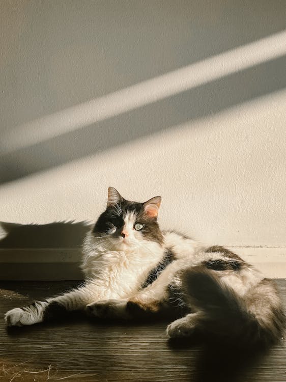 Fotobanka s bezplatnými fotkami na tému biele pozadie, domáce zviera, mačka