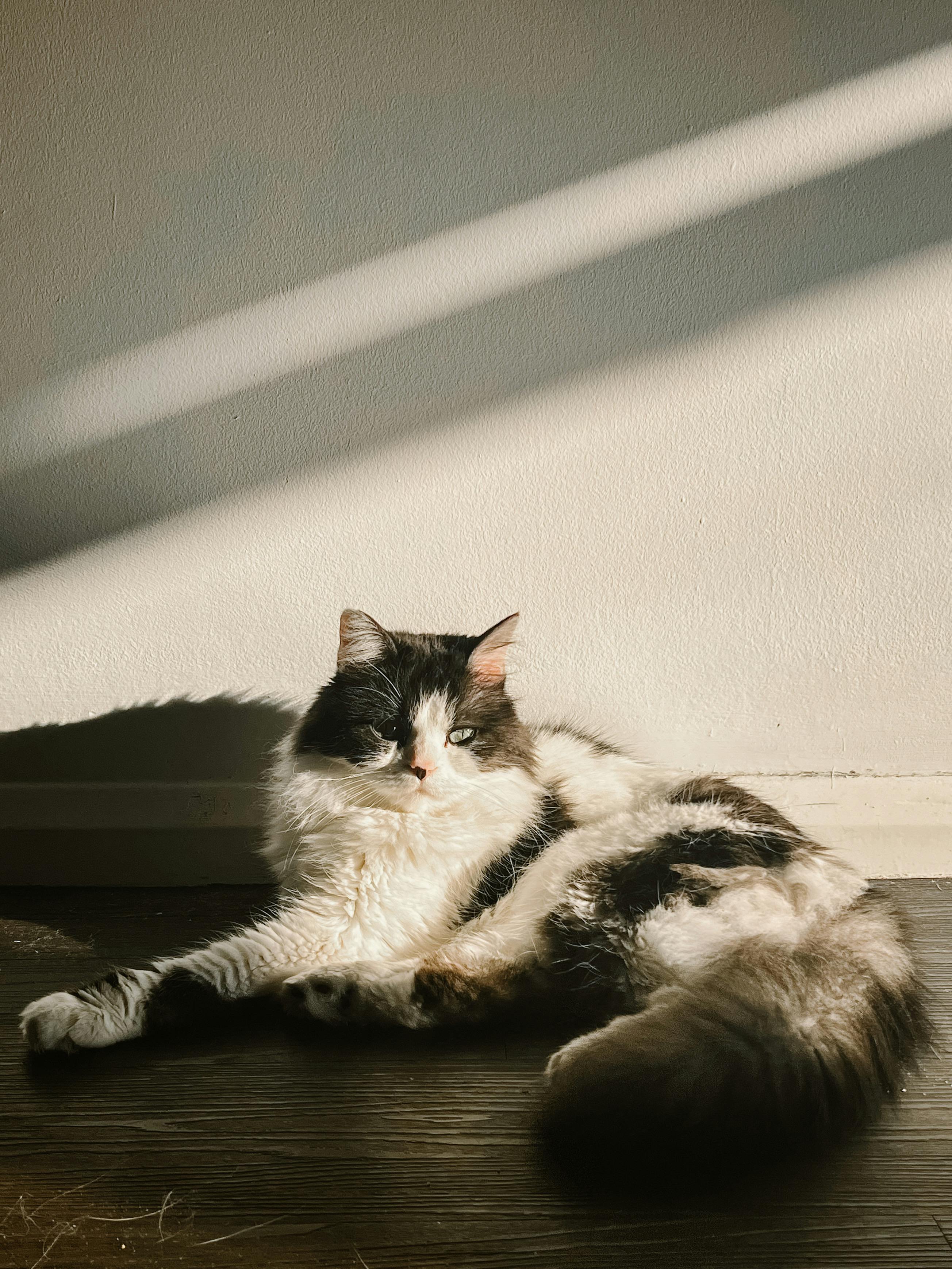 A fluffy cat relaxing on a wooden floor bathed in warm sunlight indoors.