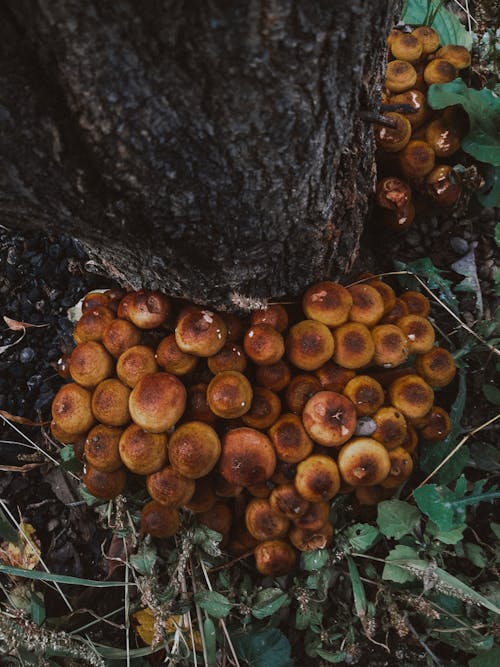 Mushrooms in a Forest