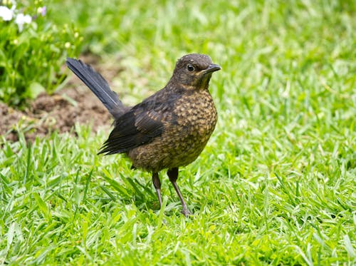 Small Bird on Grass