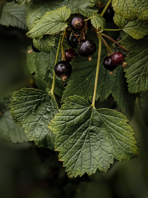 Free Close-up of black currant berries with lush green leaves, showcasing natural beauty. Stock Photo