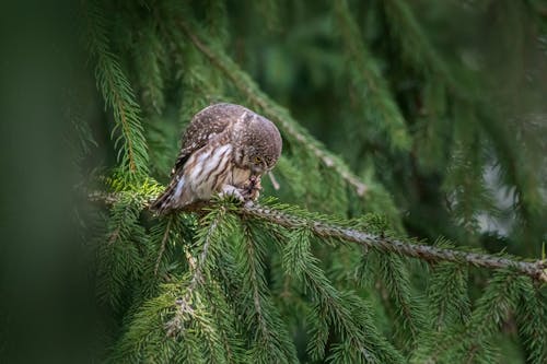 Close-up of an Eurasian Pygmy Owl Sitting on a Tree Branch