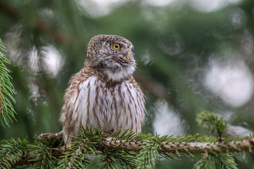 Close-up of an Eurasian Pygmy Owl Sitting on a Tree Branch
