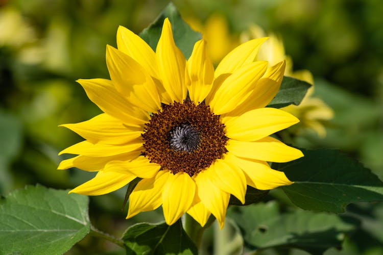 Close-up Of A Sunflower 