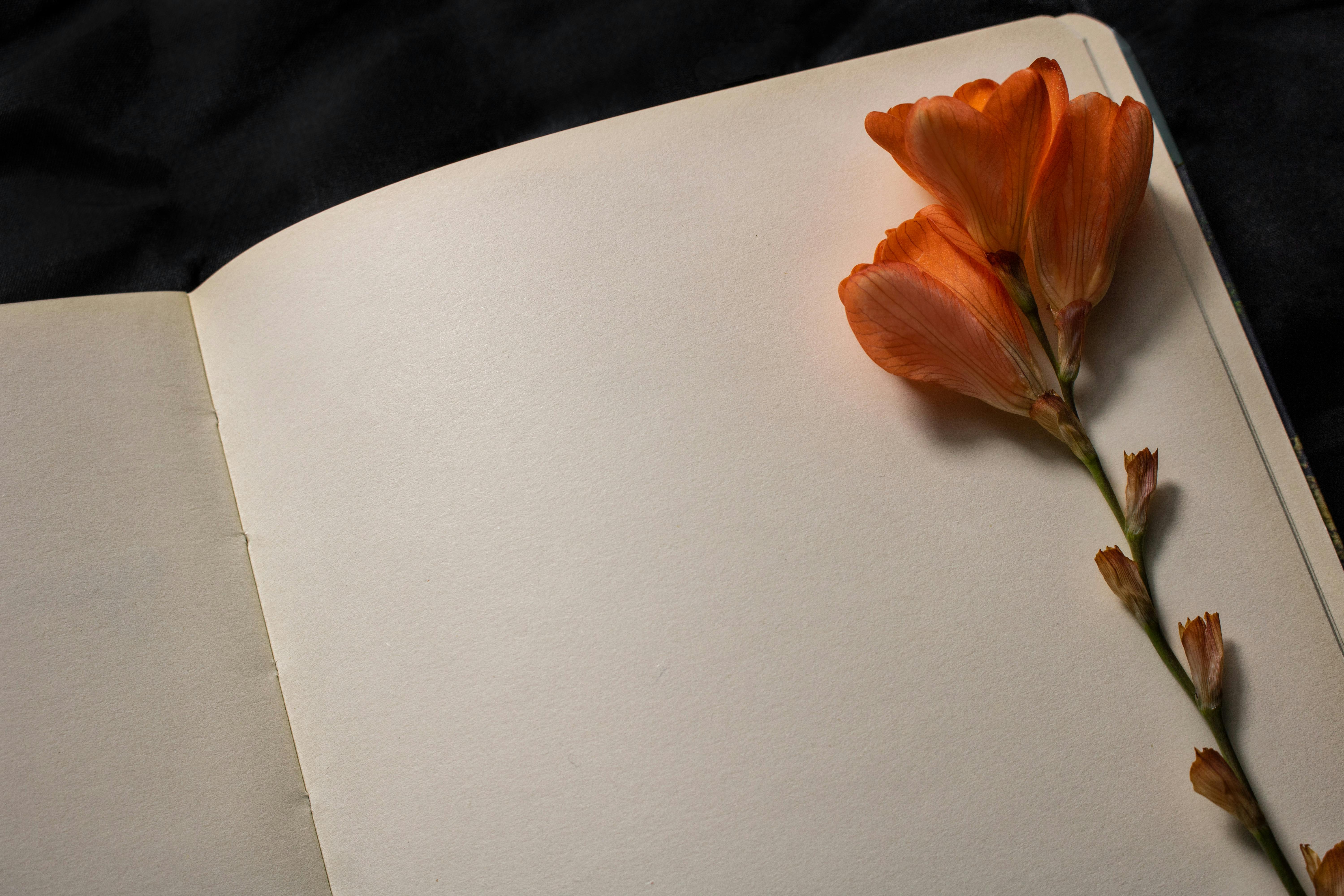 close up of orange freesia flower resting on top of empty page of notebook on a black background empty space for text concept of nostalgia sadness or remembrance